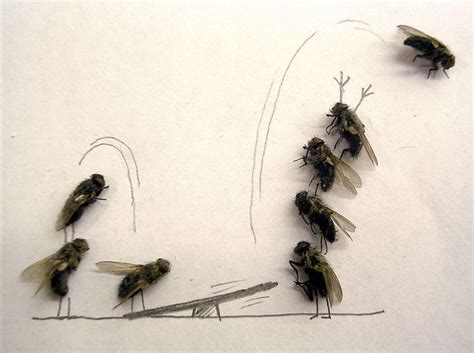 Dead Flies Art (15 pics)