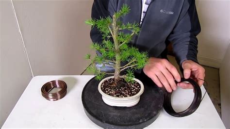 How To Make a Bonsai, Step by Step Beginners Guide To Wiring Trees - YouTube