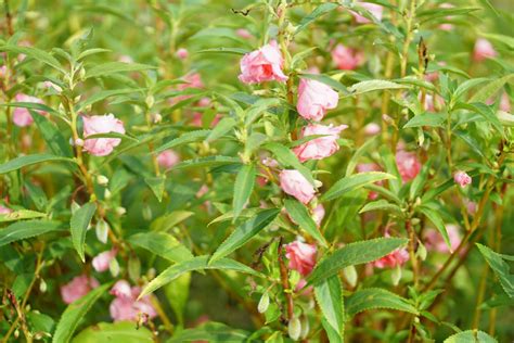 How to Grow and Care for Garden Balsam (Rose Balsam)