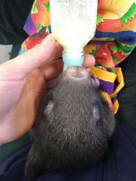 Orphaned Baby Wombats Refuse To Sleep Alone - The Dodo