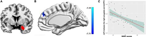 Frontiers | Amygdala connectivity related to subsequent stress ...