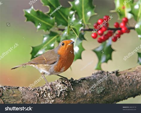 Robin Redbreast Stock Photo 24614110 : Shutterstock