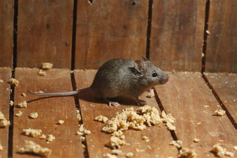 Is Something Scratching? What to Do if There are Mice in Your Attic