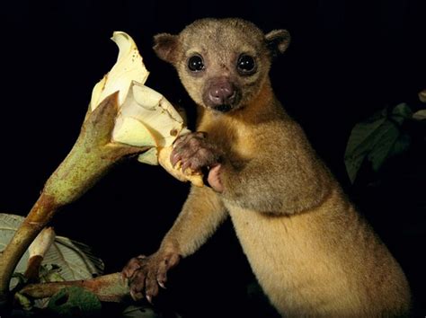 Kinkajou | National Geographic | Animals wild, Mammals, Animals