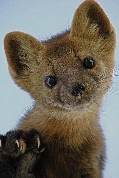 Wild- weasel - Cute stoat | Wild Animal Cute! | Pinterest