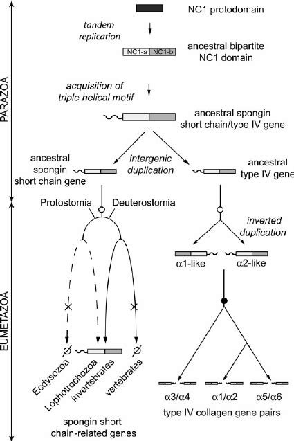 In this scenario, the sequence encoding the NC1 structural unit made up... | Download Scientific ...