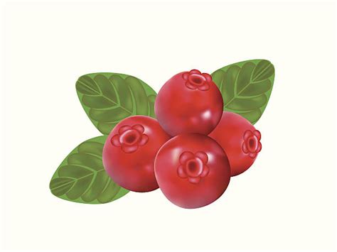 Royalty Free Cranberry Clip Art, Vector Images & Illustrations - iStock