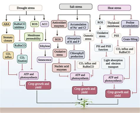 Illustration of selected abiotic stress factors (drought, salt, and... | Download Scientific Diagram