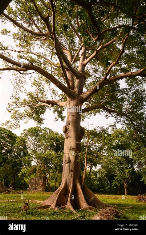 Ceiba tree hi-res stock photography and images - Alamy