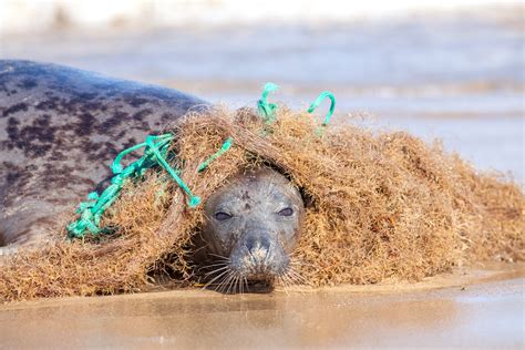 How litter harms our wildlife – The Waste Management & Recycling Blog