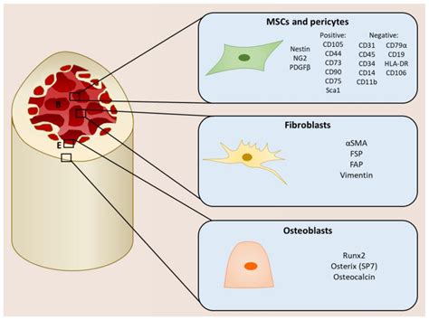 IJMS | Free Full-Text | Mesenchymal Stromal Cells: Emerging Roles in Bone Metastasis | HTML