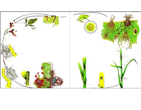 Fungal Rust Life Cycle Quiz