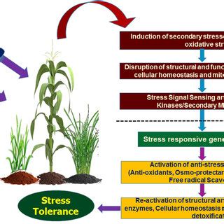 Mechanism of abiotic stress response and tolerance development in major... | Download Scientific ...