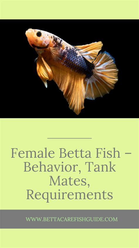 Female Betta Fish - Behavior, Tank Mates, Requirements