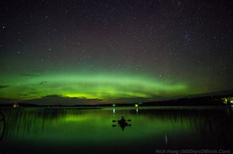 Minnesota Northern Lights Viewing and Photography | 365 Days of Birds