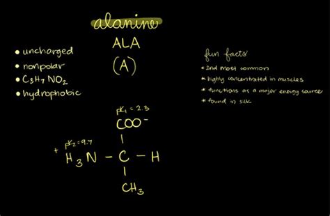 amino acid flashcards! Flashcards | Quizlet