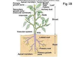 Plant Physiology - Assignment Point