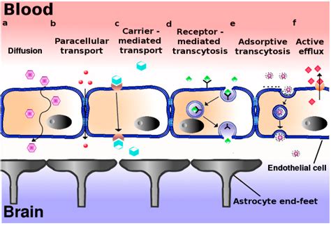 Pharmaceutics | Free Full-Text | Smuggling Drugs into the Brain: An Overview of Ligands ...