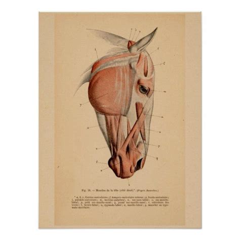 Horse Head Muscle Anatomy French Vintage Print | Zazzle | Horse anatomy ...