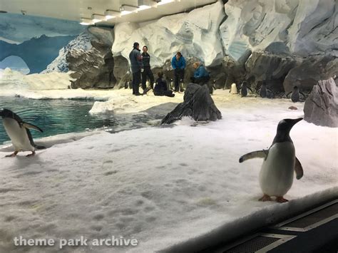 Penguin Encounter at Sea World Gold Coast | Theme Park Archive