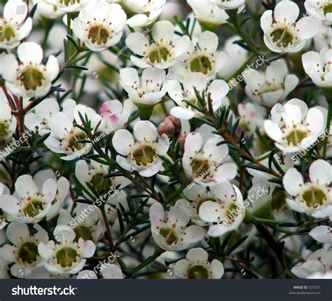 White Geraldton Wax Flowers Stock Photo 531071 - Shutterstock