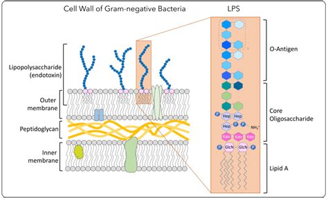 EndoLISA® Detection Assay - Protocol - OneLab