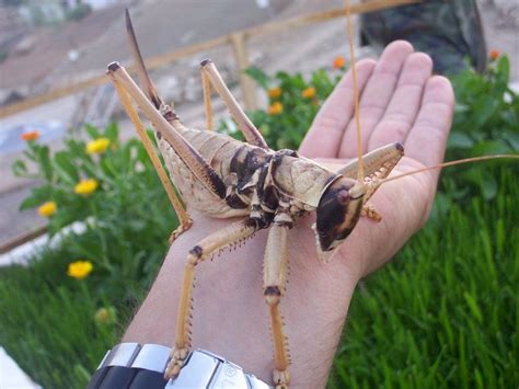 giant grasshopper | Cavallette, Insetti, Animali