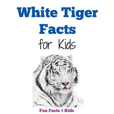 Fun White Tiger Facts for Kids – Fun Facts 4 Kids