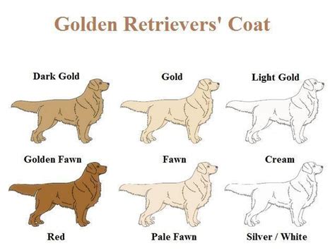 Different types of golden retrievers ʕ •́؈•̀ ₎ | Golden retriever ...