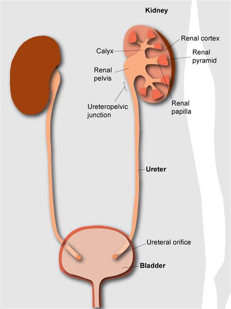 How is a ureteral stent placed? - KidneyStoners.org