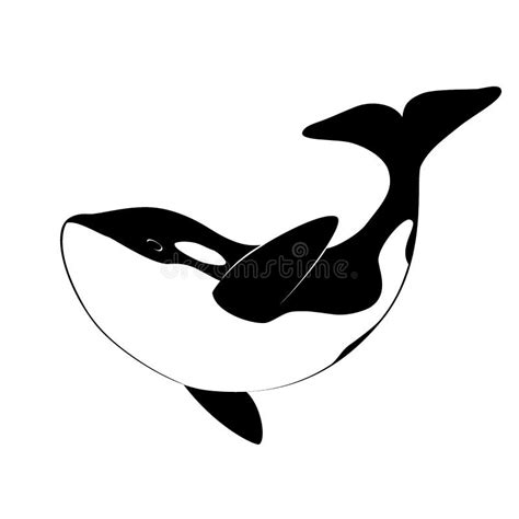 Isolated Black Silhouette of Orca Whale on White Background. Killer ...