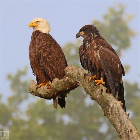 Eagle Gallery: bald eagles in ohio 2019