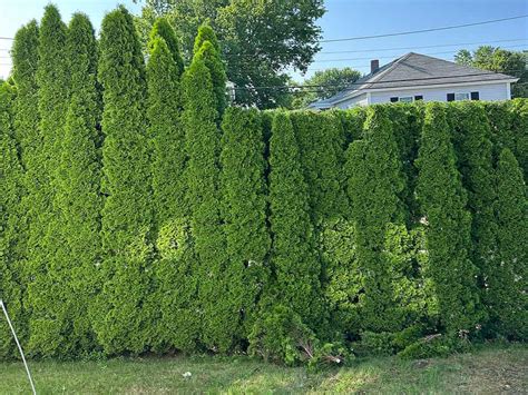 Expert Bush Pruning Services | ALZ Tree Services