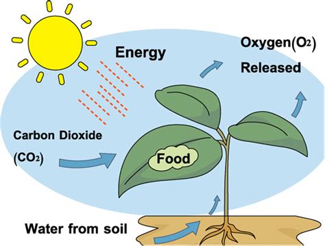 Modes of Nutrition - Dinah's Bio Guide