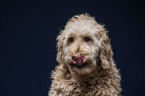 Hilarious Dogs Eating Peanut Butter – Fubiz Media