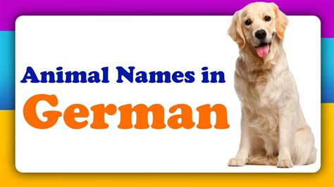 Animal names in German | Animals in German | Name of animals in German ...