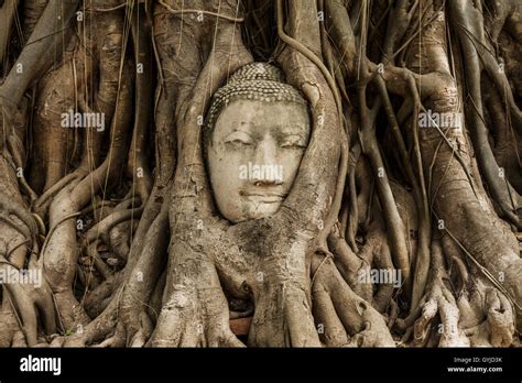 Buddha head in banyan tree at Ayutthaya Stock Photo - Alamy