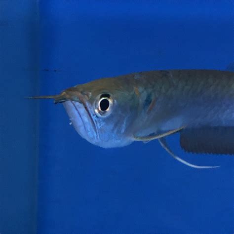 Silver arowana for sale | Exotic Fish Shop | 774-400-4598