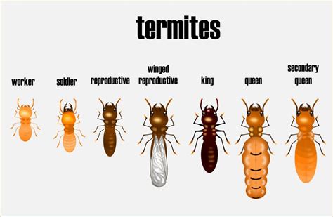 Termite Control | San Clemente, CA | Reynolds Termite Control Inc