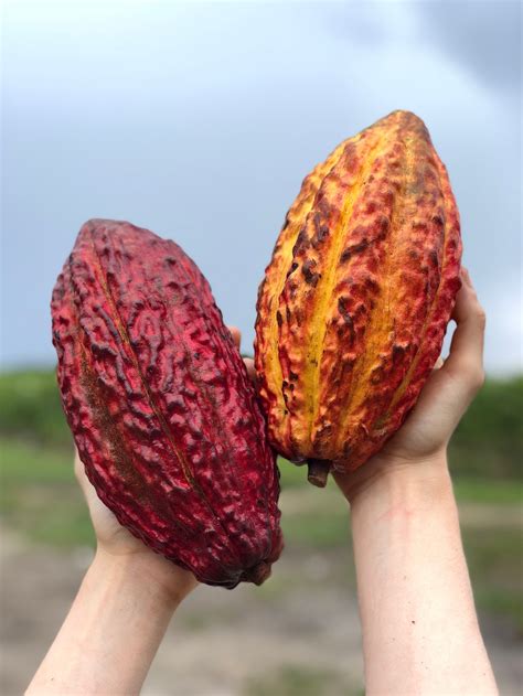 Cacao - Buy Cacao online from Miami Fruit