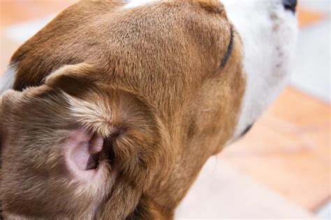 6 Signs of Ear Infections in Dogs | The Village Vets
