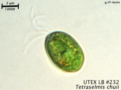 UTEX LB 232 Tetraselmis chuii | UTEX Culture Collection of Algae