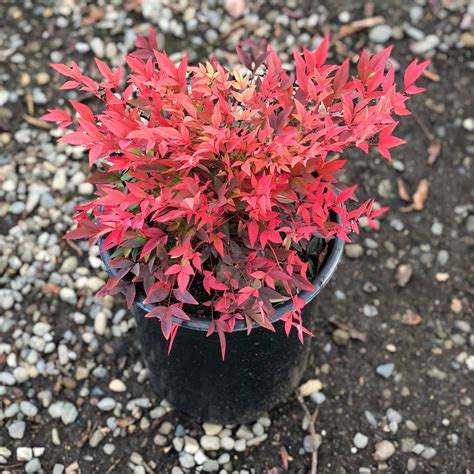 Nandina domestica Gulf Stream- Heavenly Bamboo | Western Star Nursery