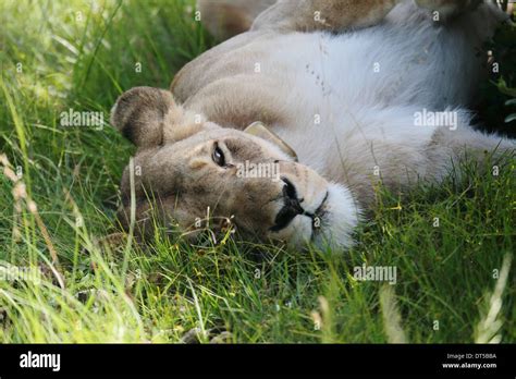 Female lion hi-res stock photography and images - Alamy