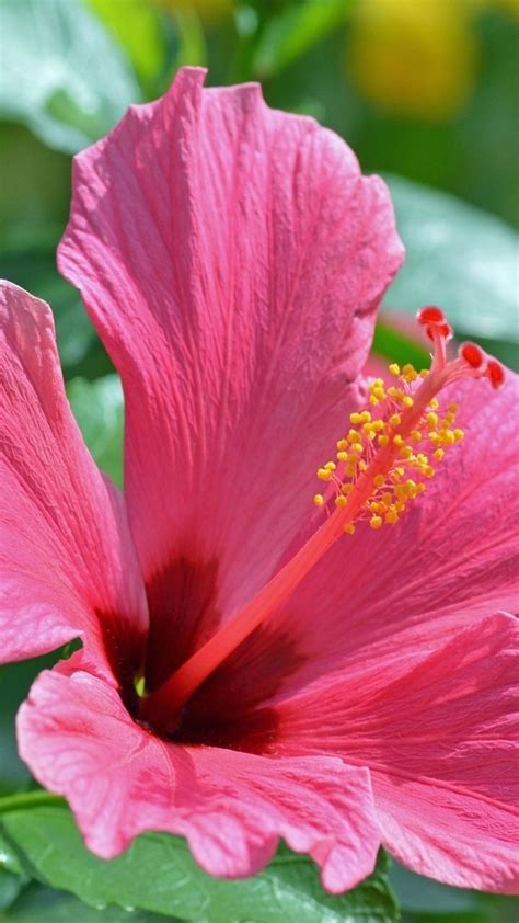 Hibiscus Wallpaper (50+ images)