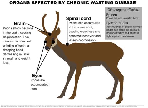 Chronic Wasting Disease in deer. | Chronic