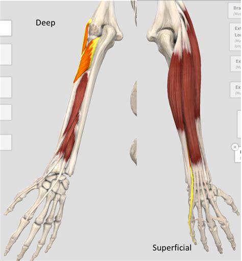 Forearm- Extensor Muscles (posterior) Diagram | Quizlet