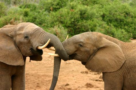 File:Elephants mating ritual 2.jpg - Wikipedia