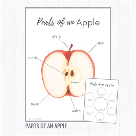 Parts of an Apple – ADSN