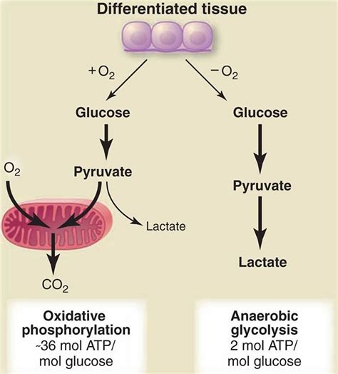 Warburg effect in cancer